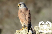 گونه دلیجه Common Kestrel